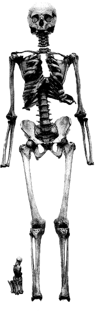 Von Vesal pr&auml;pariertes Skelett