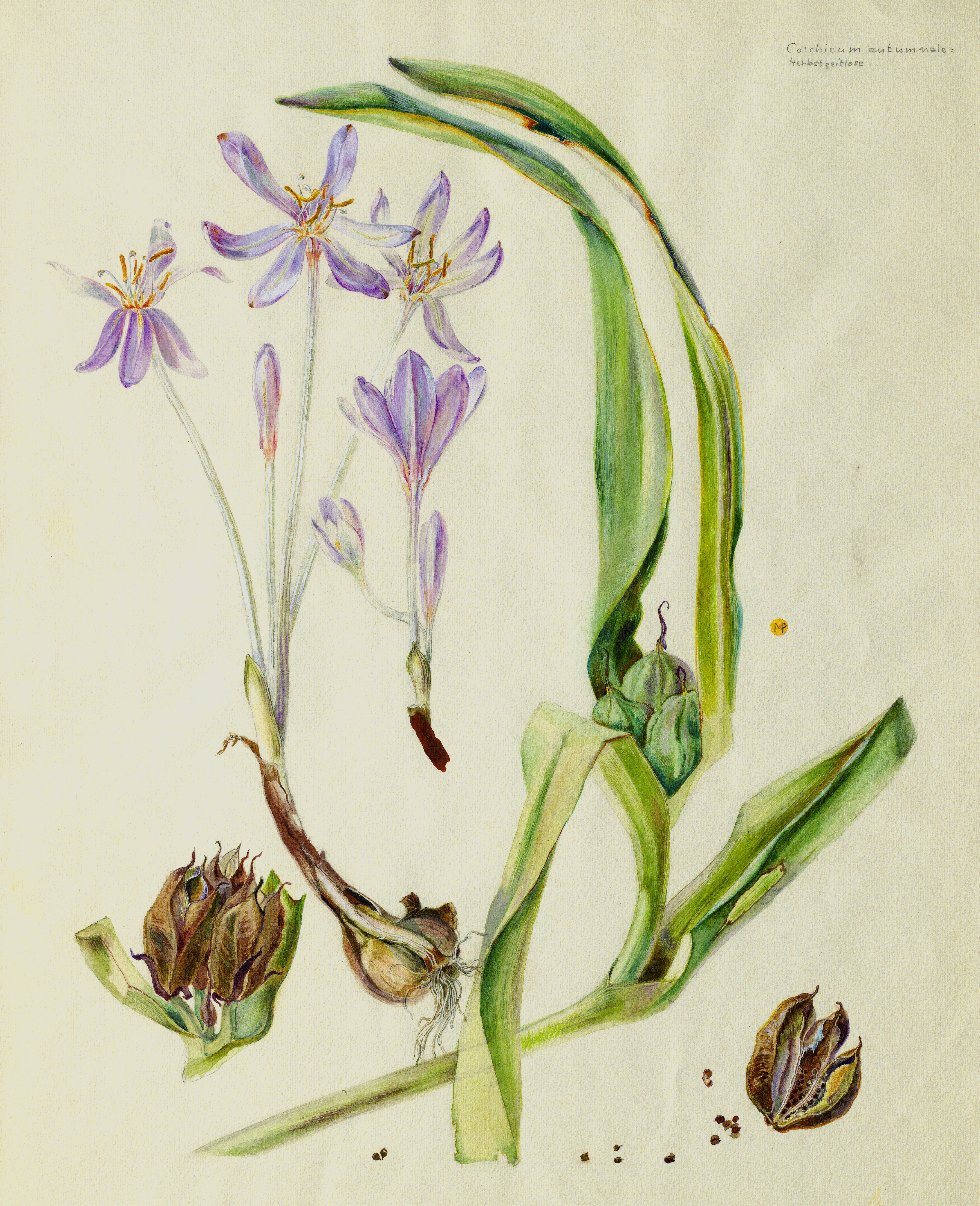 Martha Pfannenschmid, Pflanzenskizze, UB Basel, NL 283, D 16 &copy; 2016, ProLitteris, Zurich